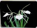 Brassavola nodosa Susan Fuches AM/AOS